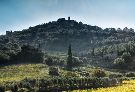 Brunello di Montalcino New Releases