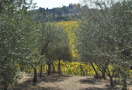 New Season Italian Extra Virgin Olive Oil