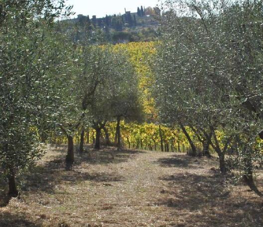 New Season Italian Extra Virgin Olive Oil