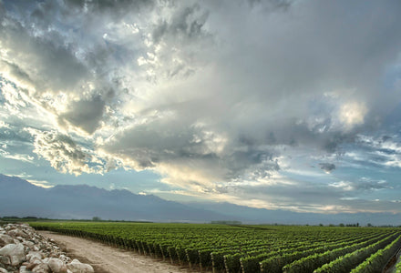 Zuccardi Release 2026