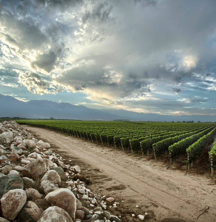 Zuccardi Release 2026