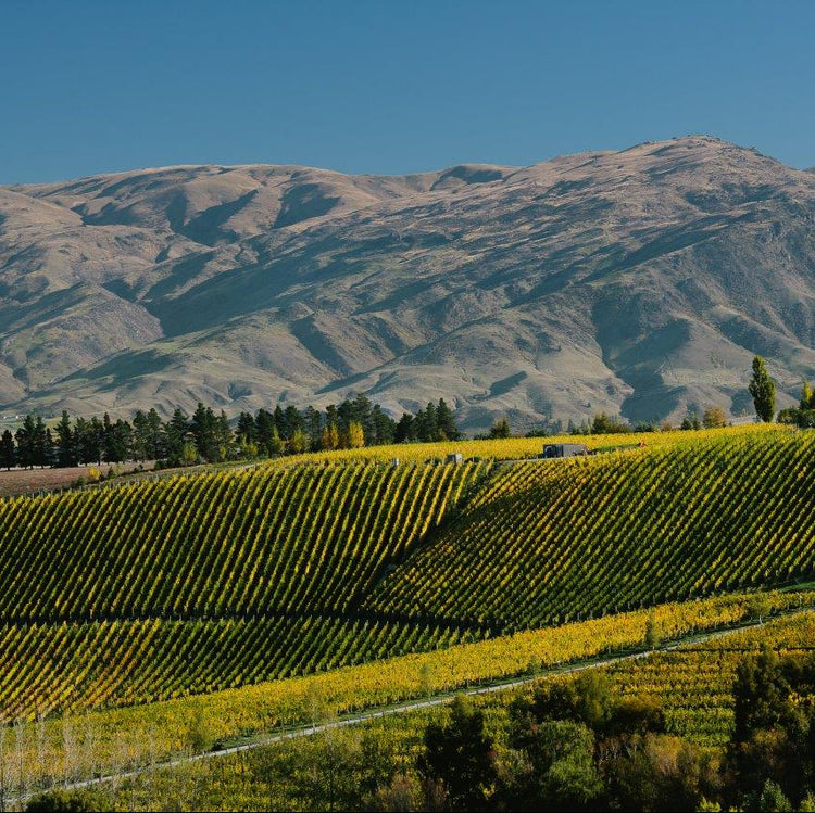 03/09/2025 - The Wines of  Burn Cottage, Central Otago, New Zealand