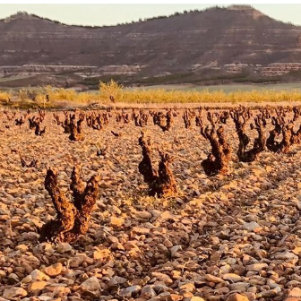 29/10/2025 - The Wines of El Escocés Volante, Calatayud, Spain – with Norrel Robertson MW