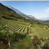 16/09/2025 - The Wines of Nals Margreid, Alto Adige, Italy